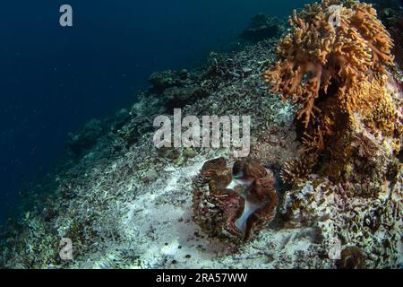 Tridacna squamosa während des Tauchgangs auf Raja Ampat. Riesenmuschel auf dem Meeresboden in Indonesien. Meereslebewesen. Stockfoto