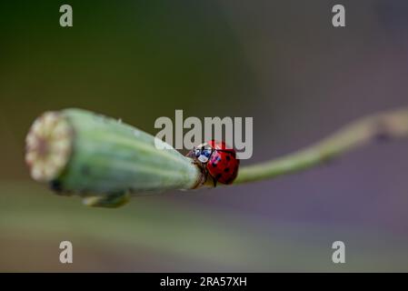 Nahaufnahme eines Marienkäfers auf einer Saatkapsel einer Mohnpflanze Stockfoto