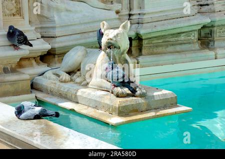 Siena, Italien, Fonte Gaia ist ein monumentaler Brunnen auf der Piazza del Campo im Zentrum von Siena. Stockfoto