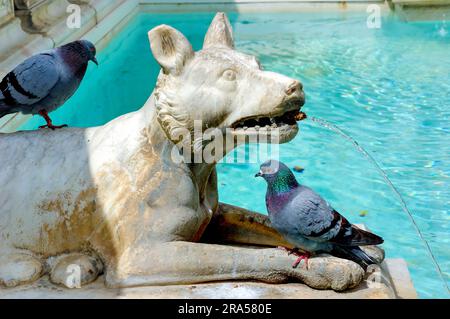 Siena, Italien, Fonte Gaia ist ein monumentaler Brunnen auf der Piazza del Campo im Zentrum von Siena. Stockfoto