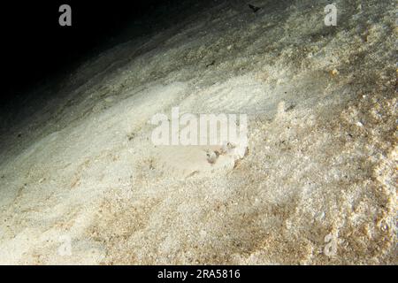 Pfauenflunder beim nächtlichen Tauchgang in Raja Ampat. Bothus Mancus versteckt sich auf dem Meeresboden. Flunder auf dem Grund. Plattfische auf Sand. Stockfoto