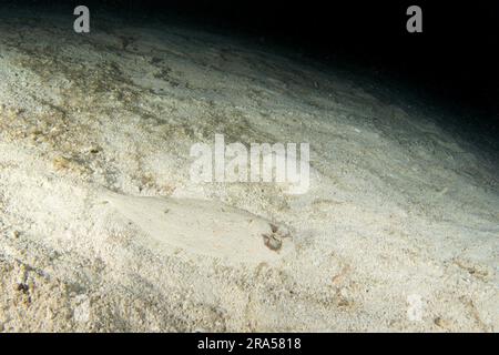 Pfauenflunder beim nächtlichen Tauchgang in Raja Ampat. Bothus Mancus versteckt sich auf dem Meeresboden. Flunder auf dem Grund. Plattfische auf Sand. Stockfoto