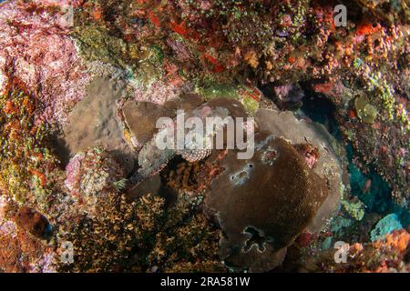 Scorpaenopsis barbata beim Tauchgang in Raja Ampat. Bartskorpionfische auf dem Meeresboden in Indonesien. Meereslebewesen. Stockfoto