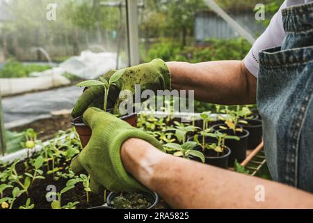 Draußen hält eine Person in blauen Jeans, einer Schürze und grünen Handschuhen eine Knospe in einem Topf aus Steingut und untersucht sie. Ein Gewächshaus bildet den Hintergrund. Stockfoto