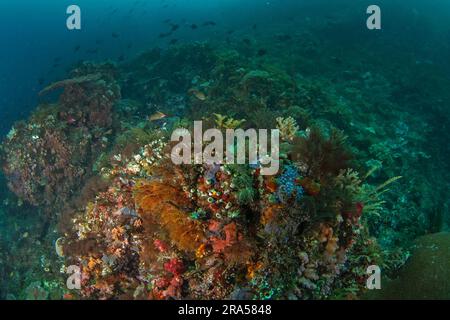 Reichlich Meer in Raja Ampat. Sporttauchen in Indonesien. Der Boden ist voller Korallen, Anemonen und Fischen Stockfoto