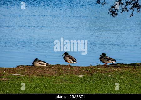 Drei Enten stehen am Wasser Stockfoto