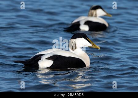 Eider Duck, Somateria molissima, zwei ausgewachsene Männchen im Zuchthupfer Northumberland March Stockfoto