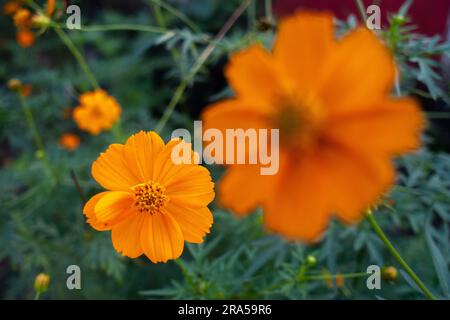 Blühende Blüten von Cosmos sulureus, auch bekannt als Schwefel-Kosmos und gelber Kosmos. Uttarakhand Indien Stockfoto