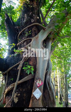 Strangler Feigenbaum. Dieser Baum umhüllt sich und wächst als Wirtsbaum auf, der schließlich den Wirt umhüllt und tötet. Uttarakhand Indien. Stockfoto