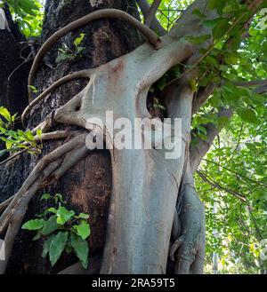 Strangler Feigenbaum. Dieser Baum umhüllt sich und wächst als Wirtsbaum auf, der schließlich den Wirt umhüllt und tötet. Uttarakhand Indien. Stockfoto