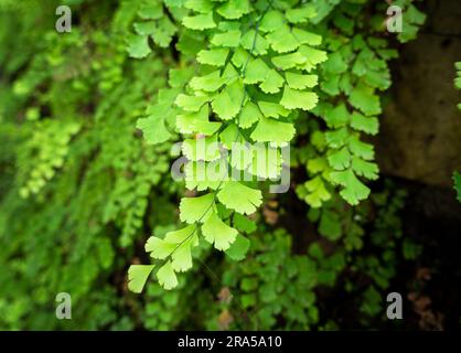 Nahaufnahme von Adiantum capillus-veneris, einer Art von Farnen der Gattung Adiantum. Uttarakhand Indien Stockfoto