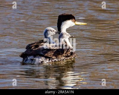 Im Bear River Migratory Bird Refuge, Brigham City, UT, USA, reiten zwei Western-Gräber-Küken (Aechmophorus occidentalis) auf dem Rücken eines ihrer Eltern. Stockfoto