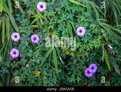 Ipomoea cairica, gemeinhin bekannt als kilometerlange Weinrebe oder Morgenglorrebe mit violetten Blüten. Uttarakhand Indien. Stockfoto