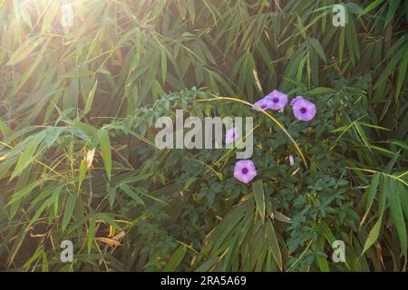 Ipomoea cairica, gemeinhin bekannt als kilometerlange Weinrebe oder Morgenglorrebe mit violetten Blüten. Uttarakhand Indien. Stockfoto