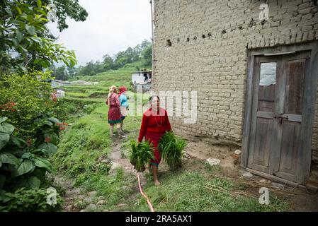 Kathmandu, Nepal. 30. Juni 2023. Nepalesische Frau geht mit Reiskeimlingen während der Feierlichkeiten zum National Paddy Day. Die nepalesische Bevölkerung feiert den National Paddy Day, indem sie Reisfelder anpflanzt, im Schlamm spielt, traditionelle Lieder singt, Joghurt isst und Reis schlägt, was den Beginn der jährlichen Reissaison markiert. Kredit: SOPA Images Limited/Alamy Live News Stockfoto