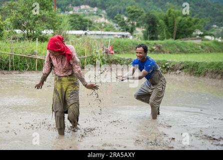 Kathmandu, Nepal. 30. Juni 2023. Während der National Paddy Day Party spielen die Menschen auf einem Reisfeld im schlammigen Wasser. Die nepalesische Bevölkerung feiert den National Paddy Day, indem sie Reisfelder anpflanzt, im Schlamm spielt, traditionelle Lieder singt, Joghurt isst und Reis schlägt, was den Beginn der jährlichen Reissaison markiert. Kredit: SOPA Images Limited/Alamy Live News Stockfoto