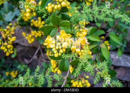 Nahaufnahme von Blumen, Samen und Blättern von Berberis darwinii, Darwins Barbeere, ist eine Blumenpflanze der Familie Berberidaceae. Uttar Stockfoto