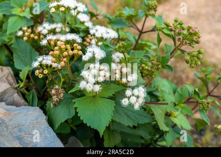 Ageratum conyzoides wird gemeinhin als ziegengras-Pflanze mit weißen Blumen und Blättern bezeichnet. Uttarakhand Indien. Stockfoto