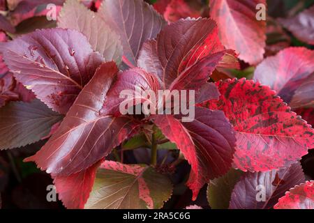 Rotes Blatt Copperleaf oder Acalypha wilkesiana oder Mosaica Zierpflanze. Hintergrund der roten Blätter Stockfoto