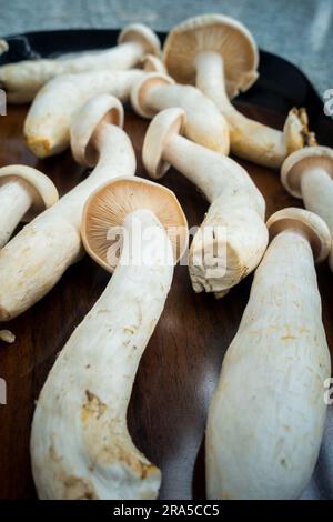 Tischaufnahme von Big Milky Mushroom, Calocybe Indica mit langem Körperstumpf und großer runder Krone. . Indien Stockfoto