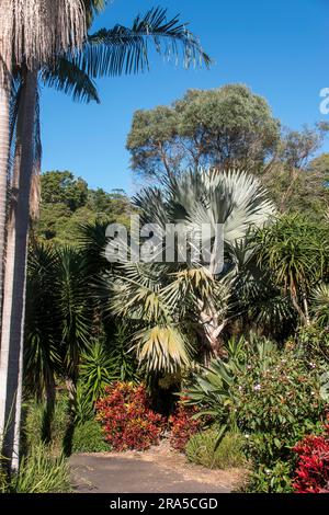 Gemischte Blattpflanzen im subtropischen australischen Privatgarten in Queensland. Mischung aus einheimischen und exotischen Arten von Bäumen und Sträuchern. Stockfoto