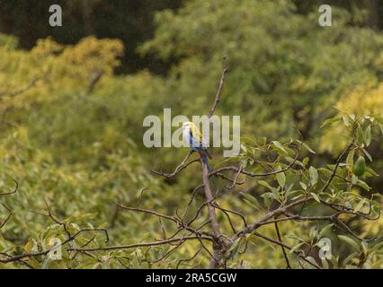 Kleiner australischer Papagei, eine blassköpfige rosella, Platycercus adscitus, auf einem Avocadobaum, presea americana, nass im Herbstregen. Stockfoto