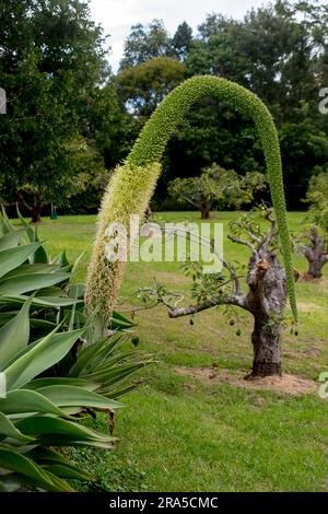Im Winter öffnet sich im australischen Garten allmählich eine cremefarbene, gelbe Agarblume aus Agave attenuata, Fuchsschwanz-Agar. Nach und nach blüht es auf mehreren Metern. Stockfoto