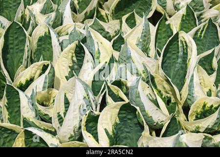 Hosta Minuteman (Fortunei) Stockfoto