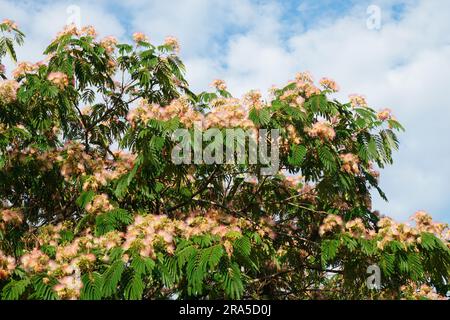 Blühender Mimosenbaum mit rosa duftenden Blüten am blauen Himmel mit weißen Wolken im Sommer Stockfoto