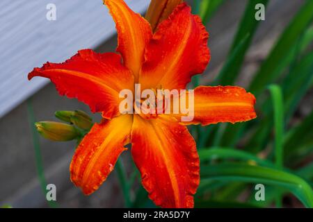 Die erste Primal Scream Lily eröffnet die Saison Stockfoto