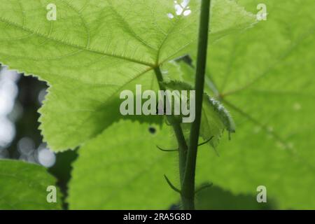 Blick aus dem niedrigen Winkel auf ein winziges Cicada-Insekt, das auf dem Stiel einer Moschusmilchpflanze (Abelmoschus moschatus) sitzt Stockfoto