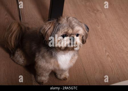 Foto eines kleinen Hundes, der auf einem Holzboden sitzt Stockfoto