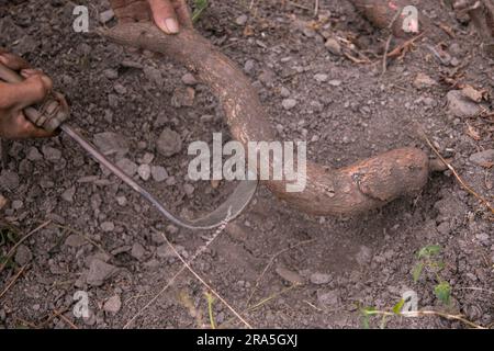 Manihot esculenta, gemeinhin als Kassava, Kassava, Aipim, Guacamota, Kassava, Kassava oder lumu ist ein mehrjähriger Strauß der Familie Euphorbiaceae Stockfoto