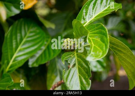 Morinda citrifolia, gemeinhin als Noni-, kastanienbrauner Sauerrahm-, Teufelsfrucht-, Paradiesfrucht- oder indische Brombeere bezeichnet, ist eine Bauernpflanze oder Strauchpflanze des Rub Stockfoto