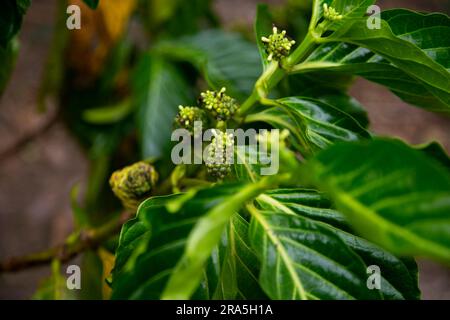 Morinda citrifolia, gemeinhin als Noni-, kastanienbrauner Sauerrahm-, Teufelsfrucht-, Paradiesfrucht- oder indische Brombeere bezeichnet, ist eine Bauernpflanze oder Strauchpflanze des Rub Stockfoto