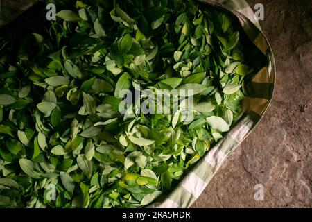 Die organische Kokapflanzung im peruanischen Dschungel. Bauer, der Kokablätter sammelt. Stockfoto