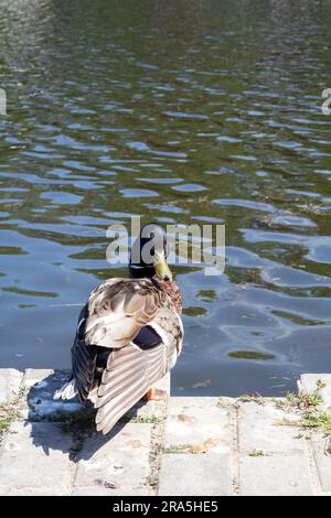 Foto einer männlichen Ente in der Nähe des Wassers, die aus der Ferne zurückblickt Stockfoto