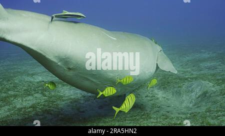 Dugong schwimmt weg. Seekuh (Dugong Dugon) oder Dugong mit Remorafish auf dem Bauch und Schule der Golden Trevally (Gnathanodon speciosus) Fische schwimmen Stockfoto