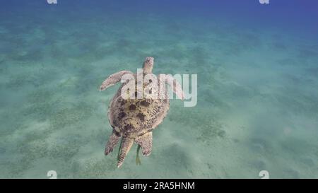 Draufsicht auf die große grüne Meeresschildkröte (Chelonia mydas), die über dem mit grünen Algen bedeckten Sandboden schwimmt, das Rote Meer, Ägypten Stockfoto