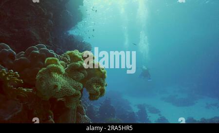 Eine Gruppe von Tauchern schwimmt in der Tiefe neben dem Korallenriff an hellen sonnigen Tagen, Hintergrundbeleuchtung (Contre-jour), Rückansicht, Rotes Meer, Safaga, Ägypten Stockfoto