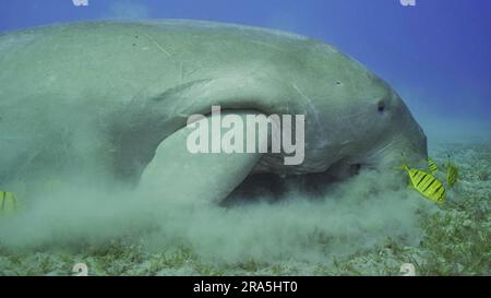 Seekuh (Dugong Dugon), die Algen auf Seegraswiesen isst. Dugong begleitet von der Schule der goldenen Trevally (Gnathanodon speciosus) Fische, die sanft füttern Stockfoto