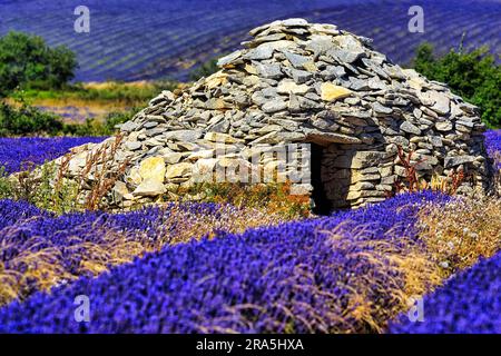 Lavendelfelder mit borie, typische provenzalische Steinhütte, Ferrassieres, Drome, Drome, Provence, Frankreich Stockfoto