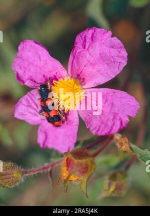 Käfer (Trichodes apiarius), Immen Käfer, Immen Wolf, Bienenwolf auf Zistrose Stockfoto