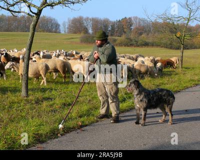 Schäfer mit Schafherde, Schafherde auf Weide, in der Nähe von Sternenfels, alter Deutscher, Hirtenhund Stockfoto