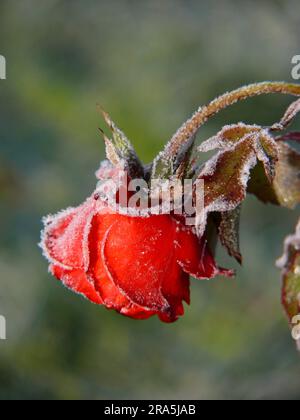 Rote Rose mit Heiserfrost Stockfoto