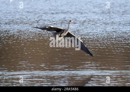 Graureiher an an warnham Naturschutzgebiet Stockfoto