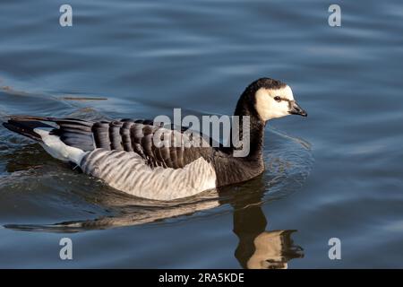 Nonnengans (Branta leucopsis) Gleiten durch das Wasser Stockfoto