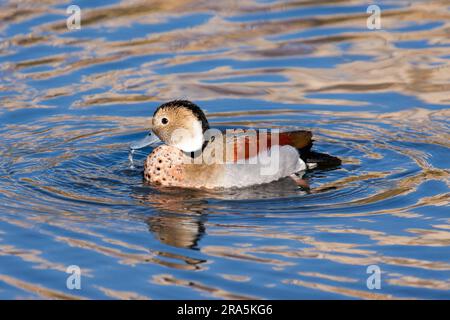 Ringed Teal (Callonetta leucophrys) schwimmt über einen See in London Stockfoto