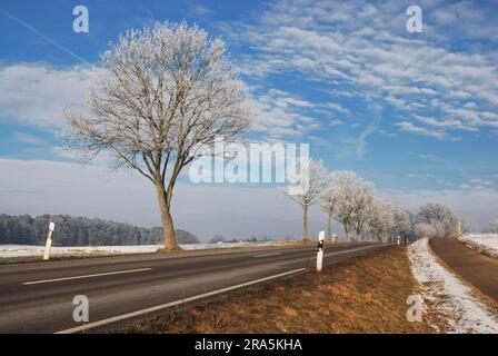 Frostbäume entlang einer Straße in Bayern Stockfoto