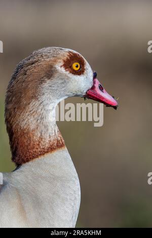 Nahaufnahme der Nilgans (Alopochen Aegyptiacus) Stockfoto